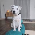 Photo of Finlay