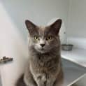 Photo of Humphrey
