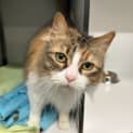 Photo of Pixel