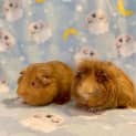 Photo of Ryder And Ned