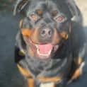 Photo of Fitch
