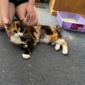 Photo of Daisy