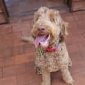 Photo of Teddy