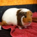 Photo of Miss Lolly