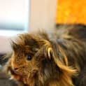 Photo of Miss Nutmeg