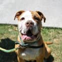 Photo of Bosley