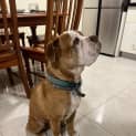 Photo of Bosley