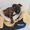 Photo of Moose