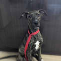 Photo of Axel