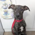 Photo of Axel