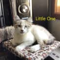 Photo of Little One