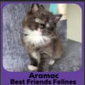 Photo of Aramac