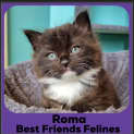 Photo of Roma