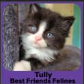 Photo of Tully