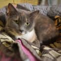 Photo of 1278 Lavender