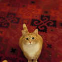 Photo of Celeste