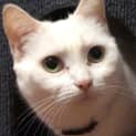 Photo of Layla