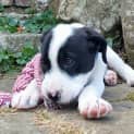 Photo of Murphy