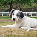 Photo of Hazel