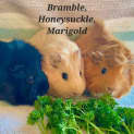 Photo of Bramble, Honeysuckle, Marigold