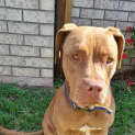 Photo of Clover