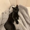 Photo of Sooty 8 Month Old Domestic Short Hair (Trial)