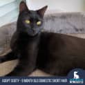 Photo of Sooty 8 Month Old Domestic Short Hair (Trial)