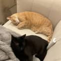 Photo of Sooty 8 Month Old Domestic Short Hair (Trial)