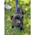 Photo of Blackie