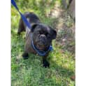 Photo of Blackie