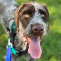 Photo of Abby