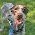 Photo of Abby