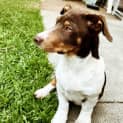 Photo of Spark 12 Week Old Dachshund X Kelpie (Trial)