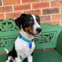 Photo of Tank 3 Month Old Kelpie X Dachshund (Trial)