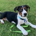 Photo of Boss 3 Month Old Kelpie X Dachshund (Trial)
