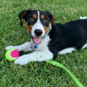 Photo of Boss 3 Month Old Kelpie X Dachshund (Trial)