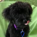 Photo of Angus 5 Month Old Poodle (Trial)