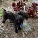 Photo of Angus 5 Month Old Poodle (Trial)
