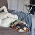Photo of Champy 