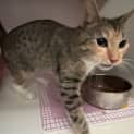 Photo of Cleopatra 