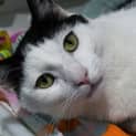 Photo of Ralph 11031