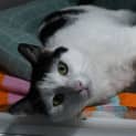 Photo of Ralph 11031
