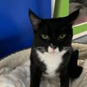 Photo of Sylvester
