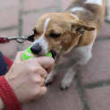 Photo of Tibby
