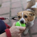 Photo of Tibby