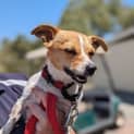 Photo of Tibby