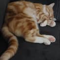 Photo of Paprika