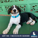 Photo of Tank 3 Month Old Kelpie X Dachshund (Trial)
