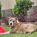 Photo of Moose