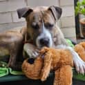 Photo of Moose